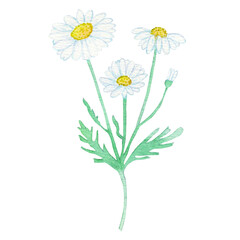 水彩で手書きした花：複数1：マーガレットは純粋で清らかなイメージを連想させ愛や友情を表現するのに最適
