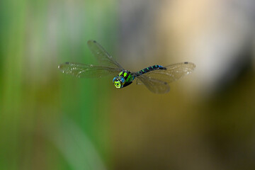 Blaugrüne Mosaikjungfer // Southern hawker, blue hawker (Aeshna cyanea) © bennytrapp