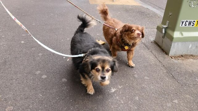 Dogs Walking on Melbourne Street