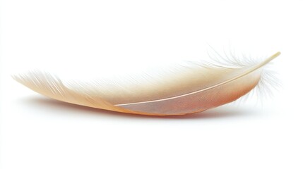 Obraz premium Single Light Brown Bird Feather Isolated on White Background