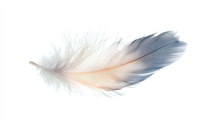 Obraz premium Single Blue and White Bird Feather Isolated on White Background