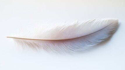 Obraz premium Single White Feather Isolated on White Background