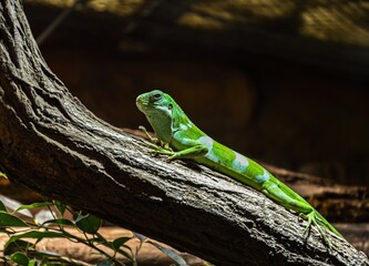 green lizard on a tree