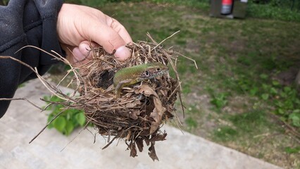 A person is carefully holding a delicate bird nest in their hand