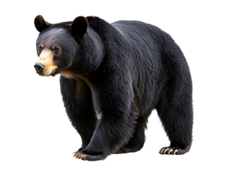 a black bear with a yellow nose