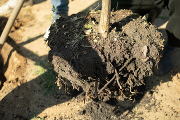Fototapeta premium Planting a seedling in the ground. The roots of the tree. Planting plants in the park.