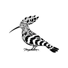 Hoopoe bird made by simple botanical drawing, black and white animal illustration