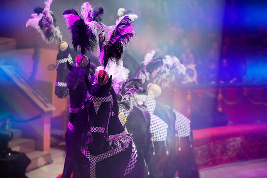 Fototapeta Circus black horses decorated with feathers are participants in the performance.