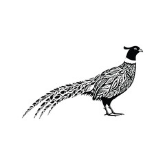 Pheasant bird made by simple botanical drawing, black and white animal illustration