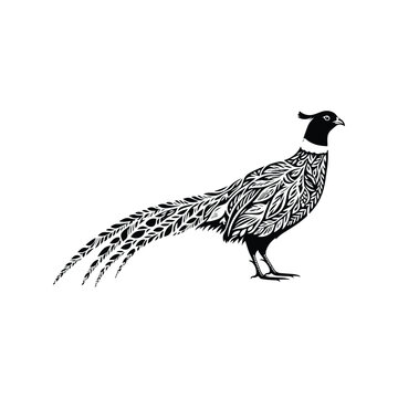 recommend clip art: Pheasant bird made by simple botanical drawing, black and white animal illustration