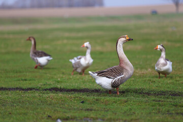 Geese graze on a green meadow. A flock of domestic geese walks one after another across the field.