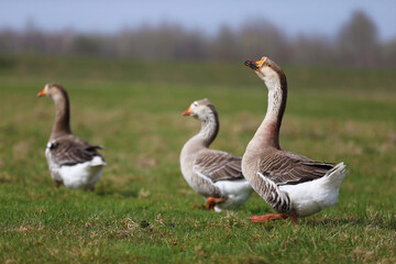 Geese graze on a green meadow. A flock of domestic geese walks one after another across the field.