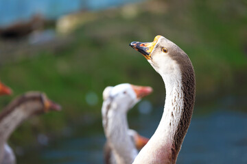 Close-up of a goose against the backdrop of a farm and a flock. © Светлана Лазаренко