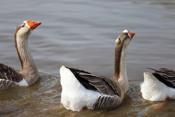 Geese with orange beaks swim in a man-made pond with murky water on a summer day in a farmyard.