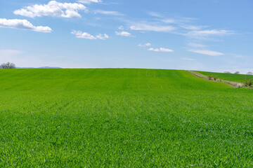 Fototapeta premium A view of a wheat field in Bulgaria