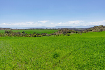 Obraz premium A view of a wheat field in Bulgaria