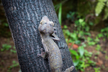 Exploring the vibrant reptile park in Madagascar while observing unique leaf-tailed chameleons on a tree trunk
