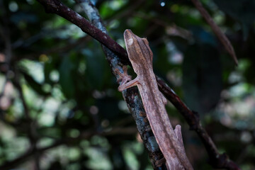 Discovering unique reptiles at a vibrant reptile park in Madagascar during a sunny afternoon