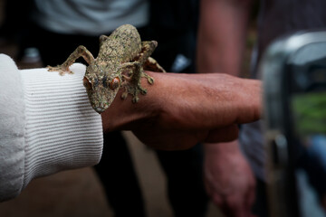 Visitors observe a unique reptile at the Reptile Park in Madagascar during an educational tour