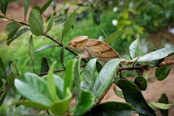 Fototapeta premium Explore the diverse reptile park in Madagascar featuring unique chameleons in their natural habitat among lush greenery