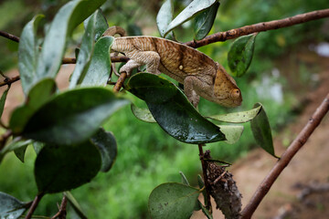 Chameleon resting on green leaves in Madagascar's Reptile Park during a sunny afternoon