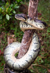 A large snake rests on a tree branch in Reptile Park, Madagascar under the lush green surroundings, showcasing its vibrant scales during daylight