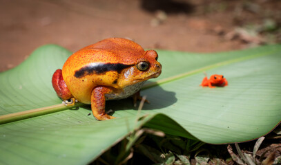 Colorful frog and tiny fish encounter on a leaf at the reptile park in Madagascar during a sunny afternoon