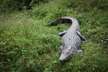 Crocodile basking on lush grass at a reptile park in Madagascar during the afternoon sunshine