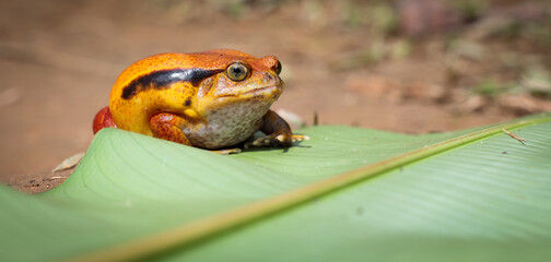Exploring the vibrant frog species at Reptile Park in Madagascar during a sunny afternoon