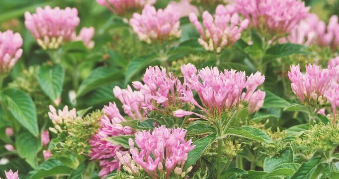 pink flowers, egyptian starcluster with some ants climbing in the garden
