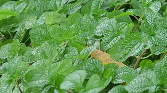 Creeping Charlie is a creeping ground cover perennial plant.