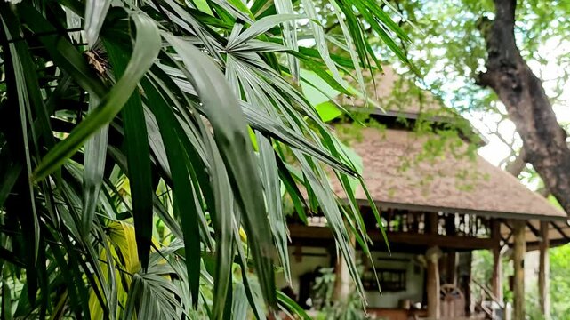 The bamboo palm or lady palm tree (Rhapis excelsa) is planted in pot beside pedestrian walkway.