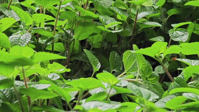 The Pilea nummulariifolia is commonly know as Creeping Charlie.