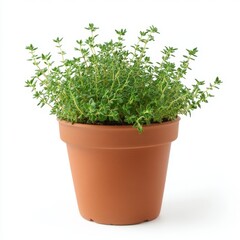 a potted thyme plant
