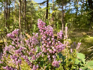Obraz premium Lila blühende Besenheide vor einer Waldlichtung im August, Heide, Natur, Heidelandschaft, Senne, Umwelt, Lüneburger Heide