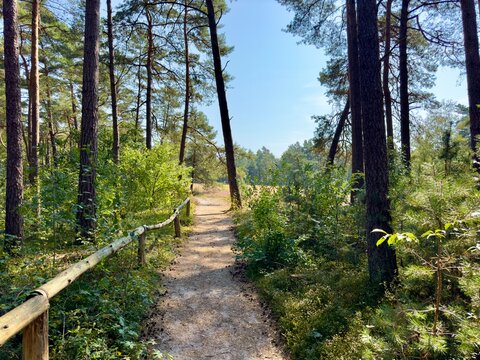 Wanderweg vom Wald zu einer bl&uuml;hender Heidefl&auml;che der Senne, Moosheide bei H&ouml;velhof nahe der Emsquellen, Sennelandschaft, Kreis Paderborn, Ostwestfalen-Lippe, Nordrhein-Westfalen, Deutschland