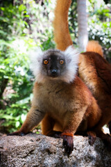 Black lemur exploring Madagascar's lush forests in daylight showcasing its unique features and vibrant surroundings