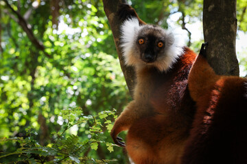 A black lemur resting on a branch in the lush forests of Madagascar during the warm afternoon light