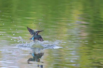 Common kingfisher is playing happily in the pond.