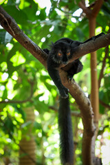 Black lemur resting on a branch surrounded by lush green foliage in Madagascar during daylight hours