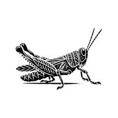 Grasshopper insect made by simple botanical drawing, black and white animal illustration