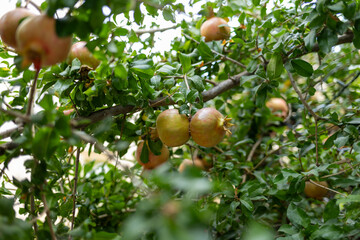 ripe red pomegranate fruits on tree branch