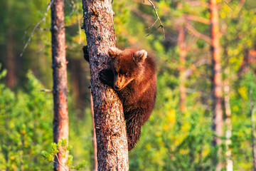 brown bear cub © Artem
