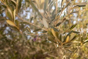 olive tree branch with fruits