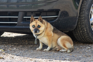 Fototapete bei efototapeten.de bestellen   
