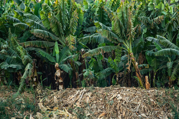 A lush oasis of palm trees lines the banks of the Nile River, providing a serene and picturesque setting. The towering palms offer shade and tranquility, creating a natural haven along the river.