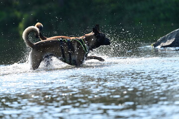 Fototapeta premium Hunde am Fluss. Malinois erfrischen sich am Wasser