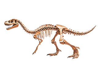 Obraz premium a skeleton of a dinosaur