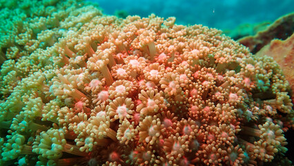 Obraz premium Colorful Coral Polyps Underwater