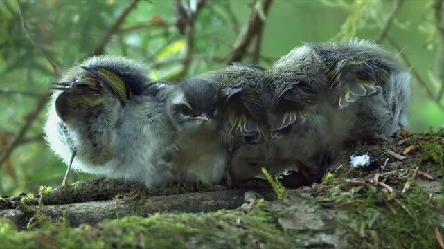 Tiny adorable Warbler chick pokes head out from siblings on tree branch